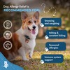 Dog Allergy Relief & Immune Support, Natural Holistic Itch Relief