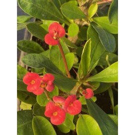 Lensgardenusa Crown of Thorns Euphorbia Milii Cactus Succulent Plants Red Flowers