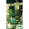 10 LIVE Mangroves - Red Mangrove Seedlings - Filtration, Aquarium,