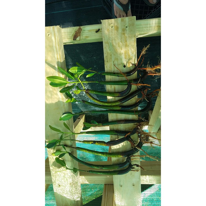 10 LIVE Mangroves - Red Mangrove Seedlings - Filtration, Aquarium,