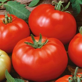 100 Red Brandywine Tomato Seeds Heirloom - Non-GMO - Always Fresh Seeds!