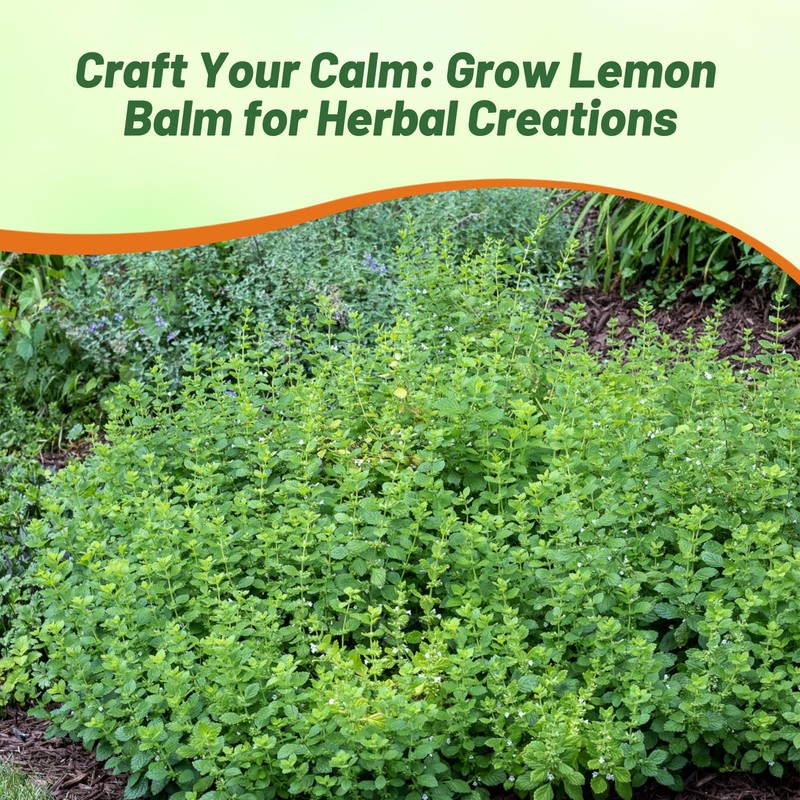 Outsidepride Lemon Bee Balm Seeds - 5,000 Perennial, Easy to