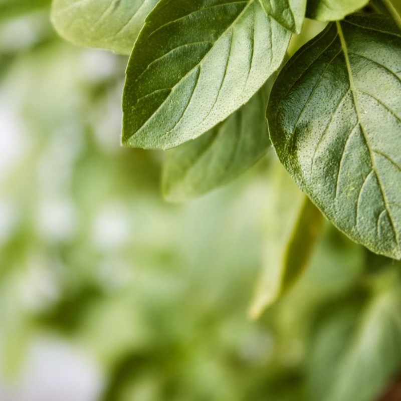 Minimalist Basil Leaves, 4 oz, Cut & Sifted, Aromatic Cooking