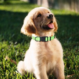 Mile High Life | Nylon Night Light Glow Collar for Medium Dogs | Reflective Band Cat Collar | Fluorescence self-Luminescence Strap Puppy Collar | Safe Night Walk Collars for Dogs (Lime, XS)