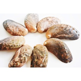 Set of 12 Green Abalone Shells Seashell (Donkey's Ear) Haliotis Asinina Ocean Arts & Crafts