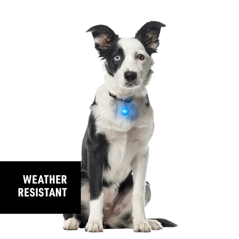 Nite Ize SpotLit LED Collar Light, Color-changing Dog Collar Light