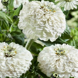 Outsidepride Zinnia Elegans Dahlia Polar Bear - 2000 Seeds