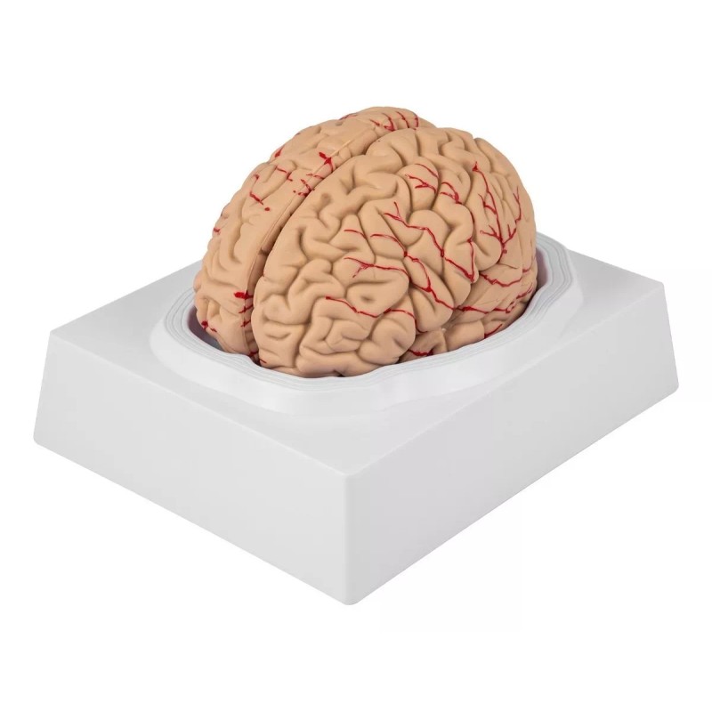 Vevor Cerebro Humano Modelo Anatomico Desarmable 9 Piezas