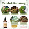 Mistletoe 50 ml Tincture in 1:4 Extract