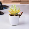 Xxshcdz 2Pcs Mini Brid Figurines Plant Pot Hang Decor Resin