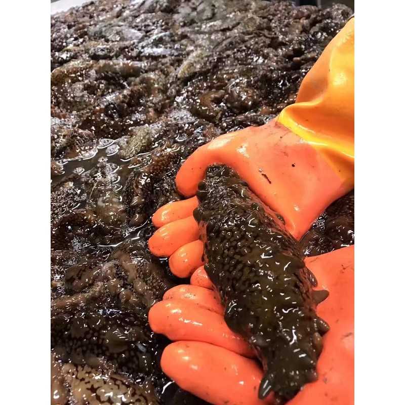 北海道産なまこエキスタブレット60粒 30日分 1粒に北海道産なまこ粉末235mg配合 コラーゲン カルシウム ビタミンB マグネシウム コンドロイチン サポニン ヨウ素