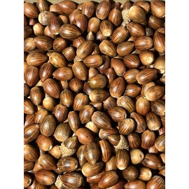 4 Lbs Pounds Acorns White & Red Oak Mix Of 2024 + 2025 Drop Oak Acorn Quercus