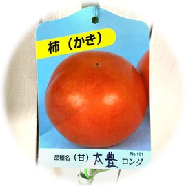 Sweet Persimmon Sapling Taiho (PVP) 4.7 inches (12 cm) Long Pot Seedlings, Taiho Oyster Seedlings, Oyster Seedlings, Registered Varieties