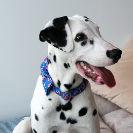 Lionet Paws Patriotic Dog Collar with Bowtie, 4th of July, Soft and Comfortable Adjustable American Flag Bowtie Collar for Puppies and Cats Male Female Gift, XXS, Neck 7-11 inches