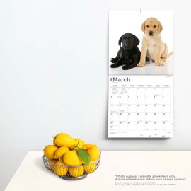 Labrador Retriever Puppies | 2024 12 x 24 Inch Monthly Square Wall Calendar | BrownTrout | Animals Dog Breeds Lab