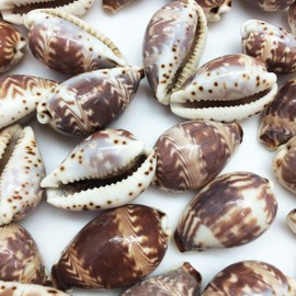 PEPPERLONELY 25PC Day-Break Cowry Sea Shells, Palmadusta Diluculum Shells, 3/4 Inch ~ 1-1/4 Inch