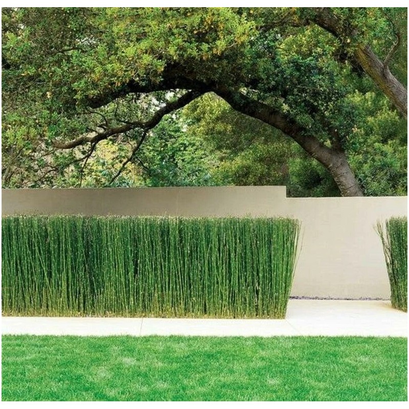 15 x Horsetail Reed Bamboo Looking Zen Garden & Pond