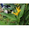 1 Heliconia Golden Torch Adrin Plant - Rhizome for Growing
