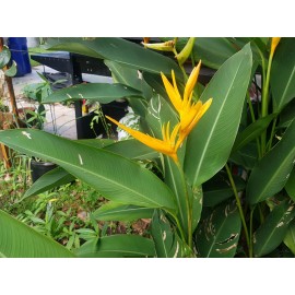 1 Heliconia Golden Torch Adrin Plant -  Rhizome for Growing In Garden.