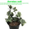 Viagrow 4 Cu. Ft. Perlite , Green for house propagation