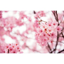 Marujyu 800673 Ended Corner Octagonal Wooden Chopsticks Cherry Blossom 10.6 inches (27 cm)