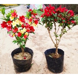 300 Weigela Seeds, Reblooming Shrub Rare Rose Variety Old Fashioned Weigela Freshly Picked Seeds - PeavyTailor Rose