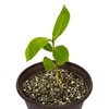 Horticultural Organic Vermiculite by GARDENERA - Medium Grade - Natural