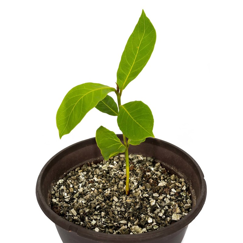 Horticultural Organic Vermiculite by GARDENERA - Medium Grade - Natural