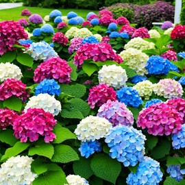 50+ Mixed Color Hydrangea Seeds for Planting, Hydrangea Giant Snowball Shrub, Flower Plant Wedding, Outdoor Garden - Potted Plants