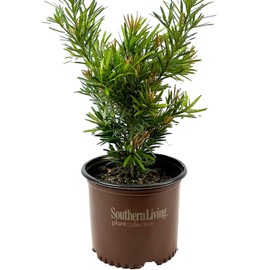 Blooming & Beautiful - Mood Ring Podocarpus - 3 gal - Southern Living - Evergreen Shrub - Pink to Green Foliage - Zones 7-10 - Podocarpus macrophyllus 'Sosa' PP28583-3 Gallon Pot