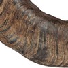 TX-27742 Buffalo Chewing Horn medium