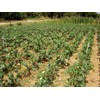 Frontier Seeds Hill Country Red Okra Seeds NON-GMO Heirloom Open