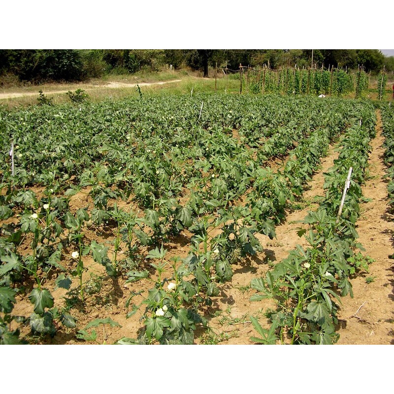 Frontier Seeds Hill Country Red Okra Seeds NON-GMO Heirloom Open