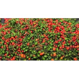 Generic Chile piquin Mexicano semillas, red