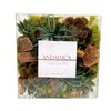 ANDALUCA Maison Box Fragrance Potpourri Decorative Succulent Moss Vase &