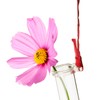 Tuuters 5 x Test Tube Holder for Flowers with Test