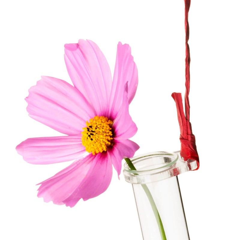 Tuuters 5 x Test Tube Holder for Flowers with Test