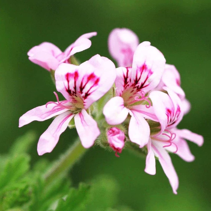 Geranium Mix 50+ Seeds Flowers Planting for Outdoor Indoor