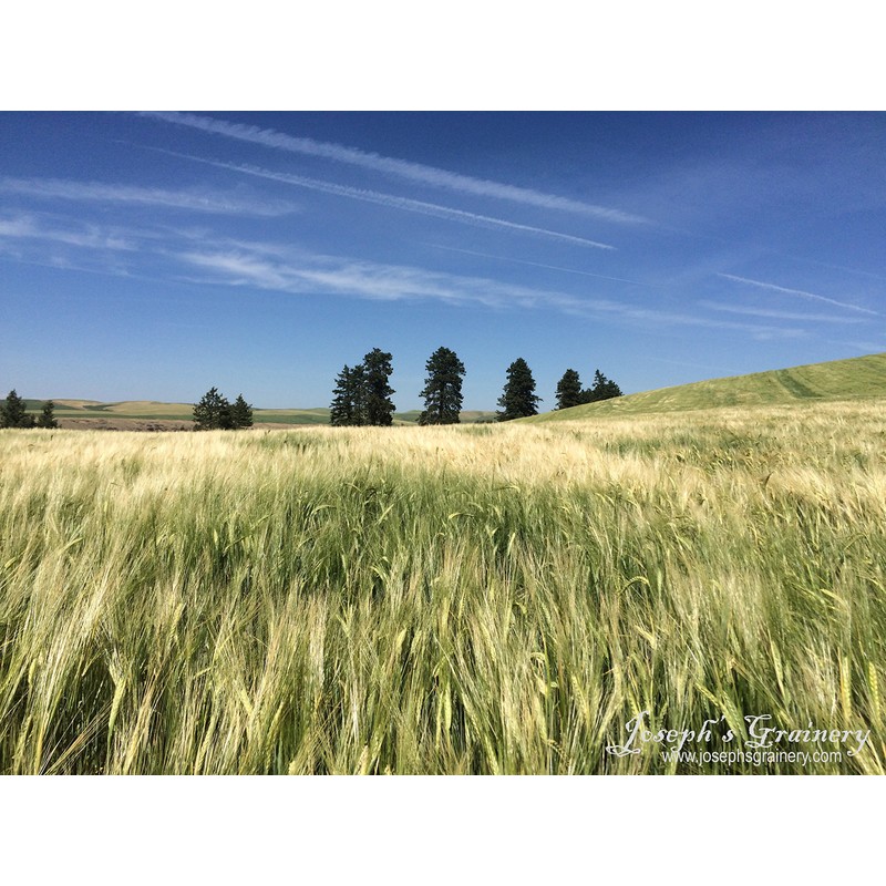 Barley 12 Lbs, Unhulled Barley (Hull Intact), Joseph's Grainery Whole