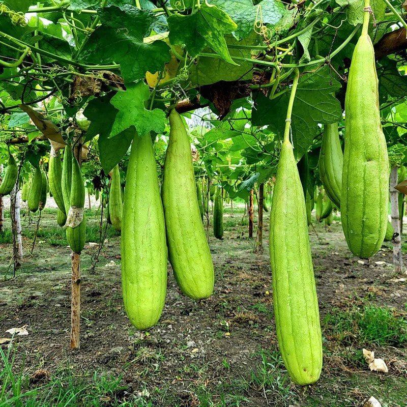 Eden Brothers Gourd Seeds - Luffa