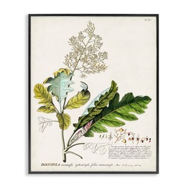 Stupell Industries Botanical Plant Illustration Leaves Vintage Design Black Framed Wall Art, Multi-Color, 16x20 (fap-211_fr_16x20)