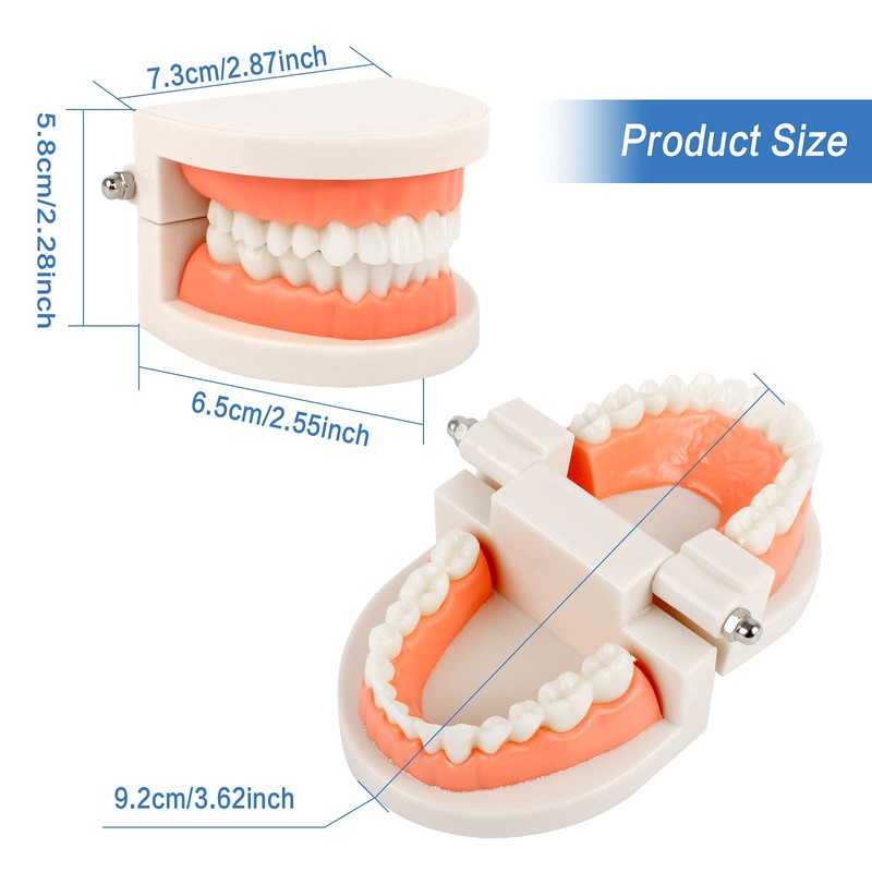 Dental Model 2 Pieces Children's Teeth Model Dental Care Model