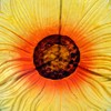 Sunnydaze Glass Bird Bath Bowl - Includes Deck Clamp and
