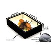TAXIBUGS Real 5 Horned Beetle/Eupatorus Gracilicornis Flying Form Taxidermy in