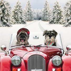 Christmas Cards (XLDB0043) - Dogs Driving Home Through the Snow - Box of 16 Cards