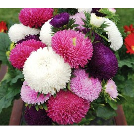 KIRA SEEDS - Pompon Aster Mix - Annual Flowers for Planting - GMO Free