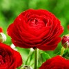 Mixed Peony Ranunculus Bulbs- Persian Buttercup -10 Corms Bulbs Flowering