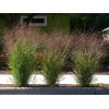 The Gardening World 1000 Switchgrass Switch Grass Seeds ‘Cave In