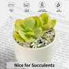 FANTIAN 10 lbs Jade Gravel Small Pebbles for Plants, 3/8