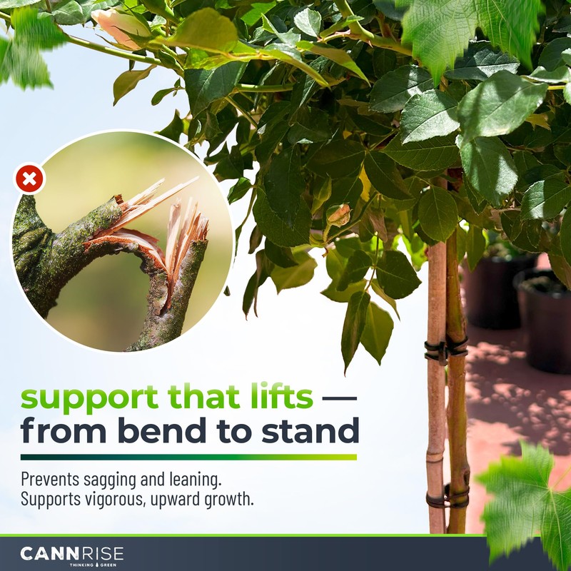 Anchor Bands for Trellising – 110-Pack 5 cm/1.96 in Rubber